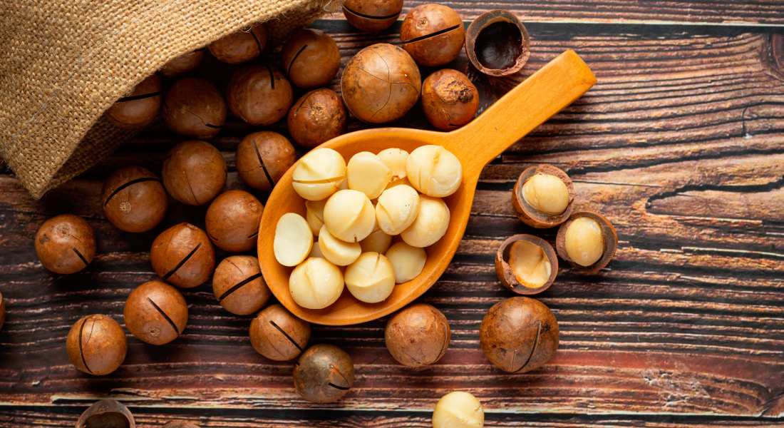 فندق ماکادامیا چیست